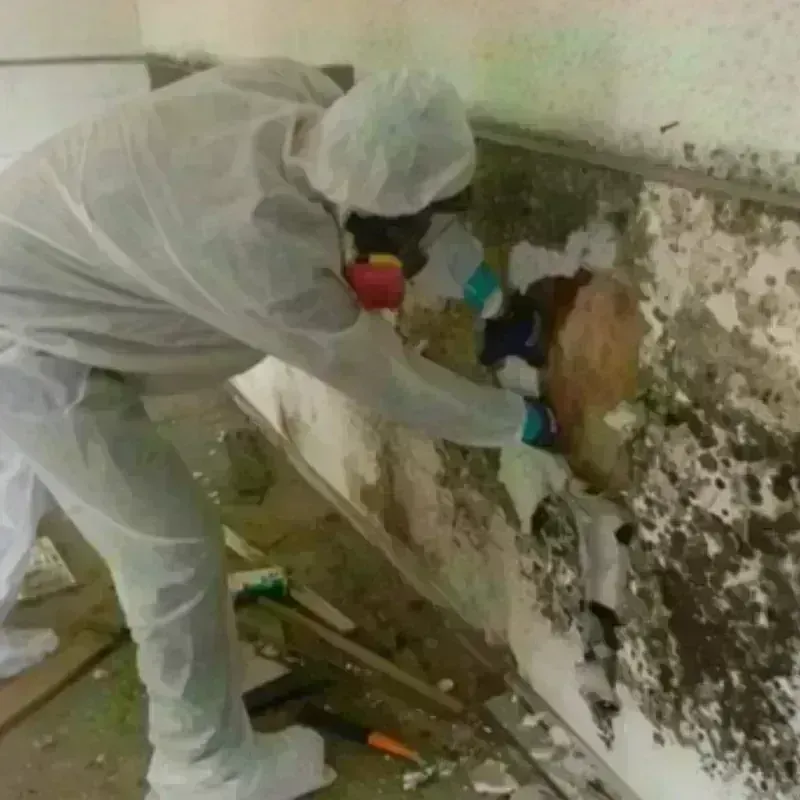 Mold Remediation and Removal in Harrington Park, NJ